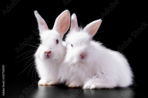 A pair of cute tender fluffy snow-white Easter charming rabbits sitting in bright light on a black background