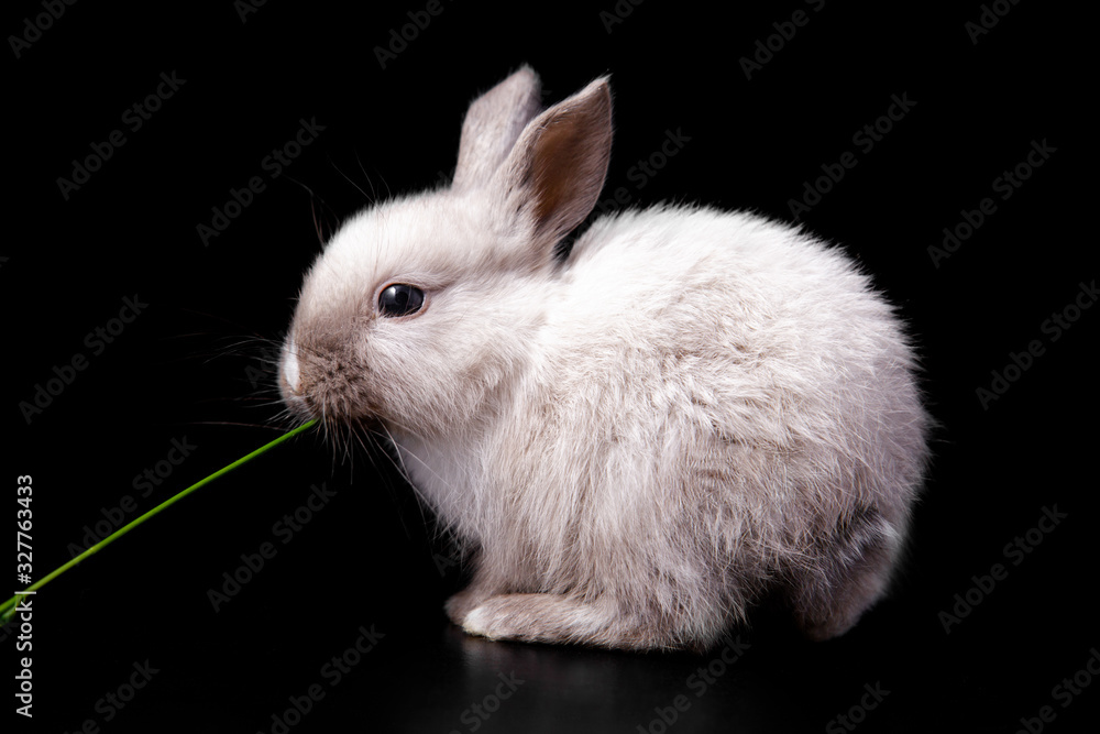 Tiny cute funny white easter bunny cub eating green grass on black background Tiny cute funny white easter bunny cub eating green grass on black background