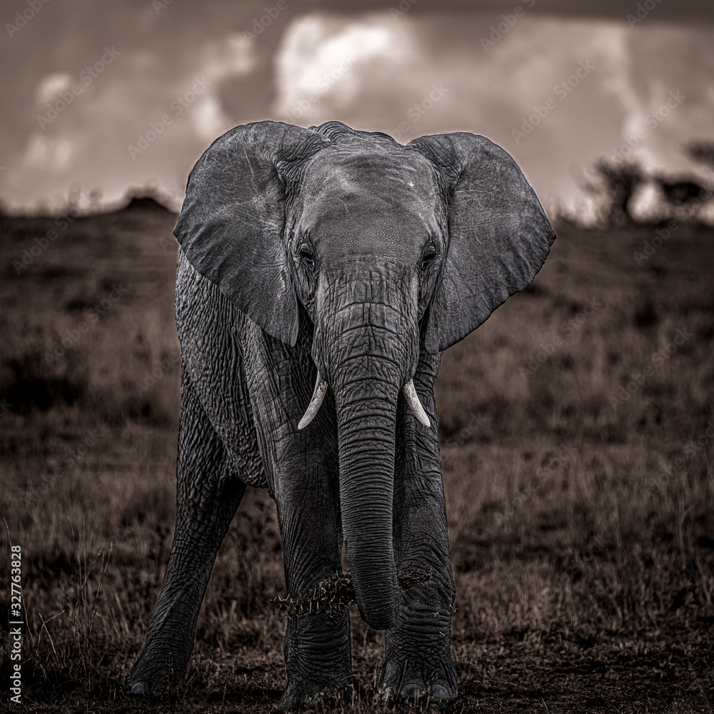 Elephant on Safari in Kenya