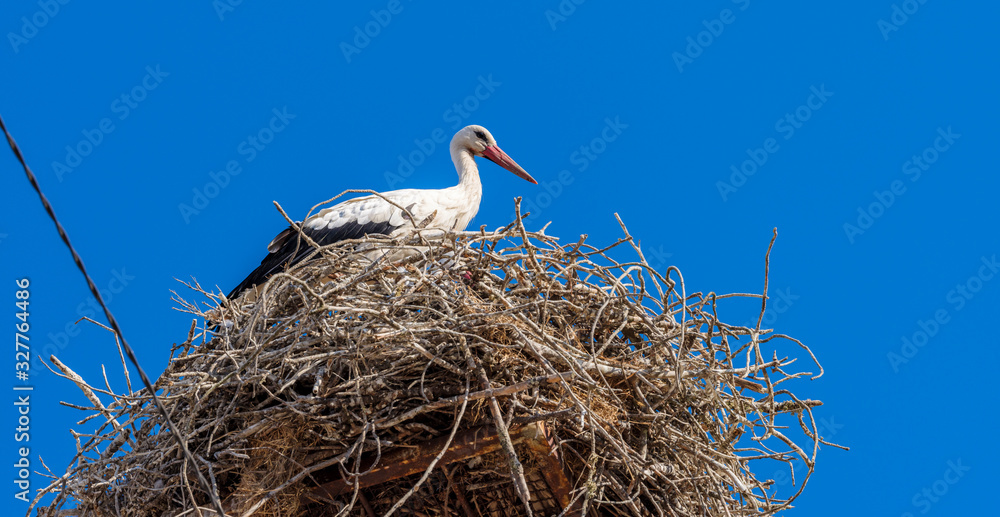 Fototapeta premium White storks in the nest, Comporta, Alentejo, Portugal