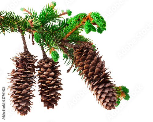 Brightly green prickly branches of a fir-tree isolated on a white background.