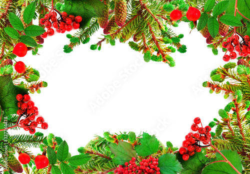 Green branches of a fir-tree with red berries isolated on a white background. Frame.