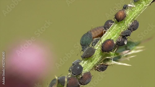  Rainfarn-Marienkäfer-Larve (Platynaspis luteorubra) verspeist Blattläuse photo