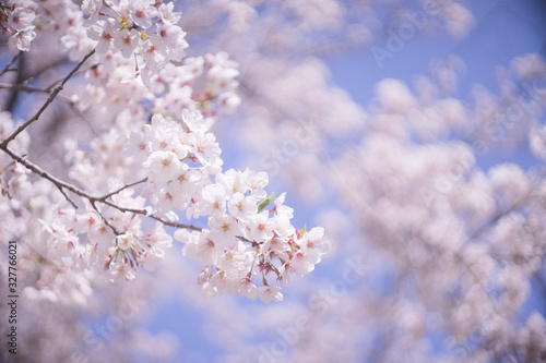 青空と満開の桜の花 © mm