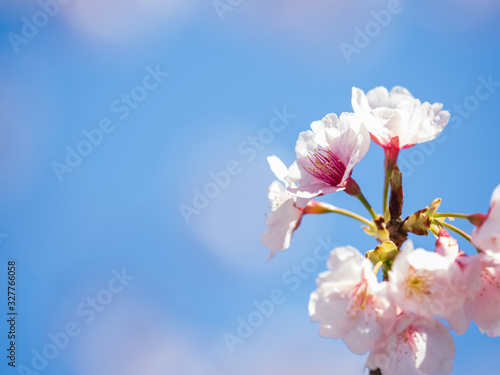 桜のある日本の風景 安行桜