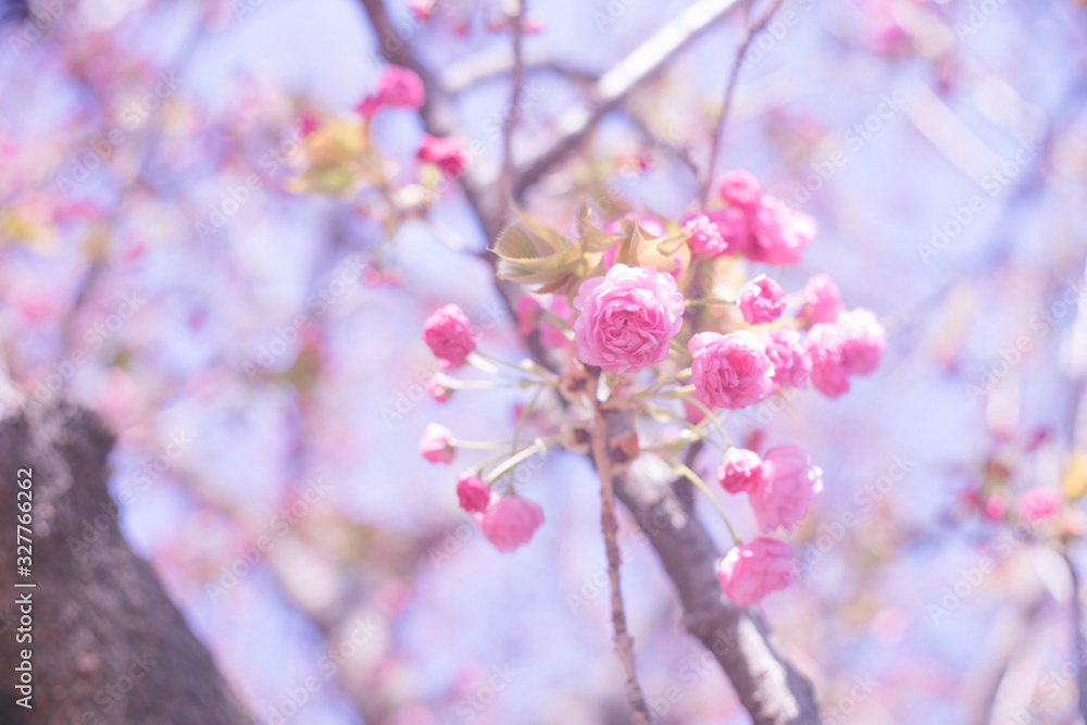 青空とピンク色の桜の花の写真 青空とピンク色の桜の花の写真