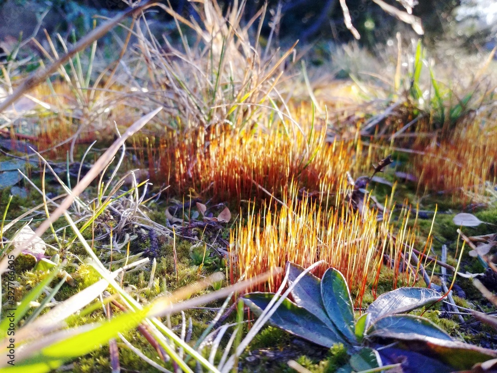 Fototapeta premium Wiosenny rozwijający się pomarańczowy mech na łące 