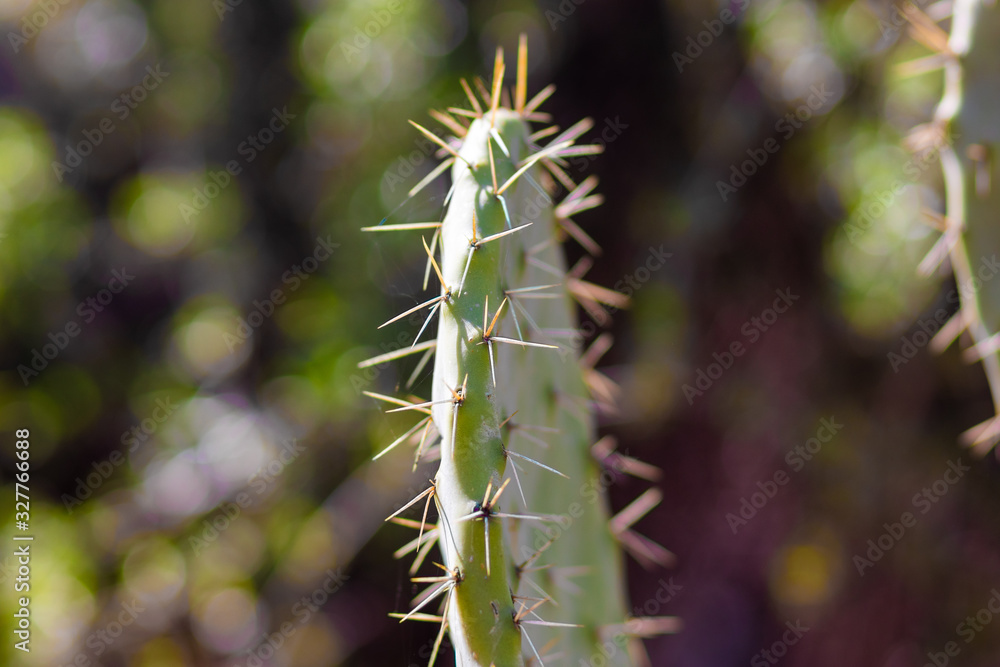 Opuntia ficus-indica (prickly pear), in the winter sunlight, Sataf Nature Reserve, Jerusalem Forest, Israel. Opuntia ficus-indica (prickly pear), in the winter sunlight, Sataf Nature Reserve, Jerusalem Forest, Israel.