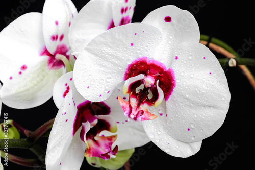 White orchid close up view on black background.  - Image