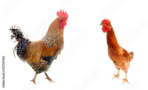 rooster and hen isolated on white background