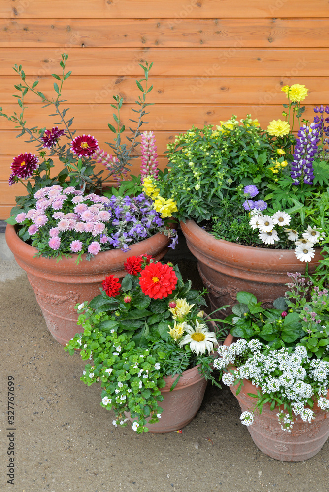 Spring background with colorful flowers in flower pots Spring background with colorful flowers in flower pots