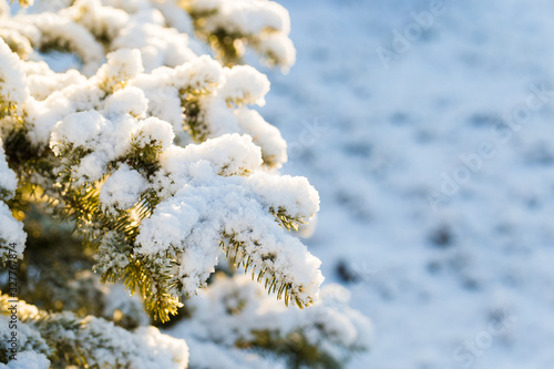 Winter snow on the branches of a Christmas tree. Snowy texture. background for design. Coniferous branches in the sun. Snowflakes.