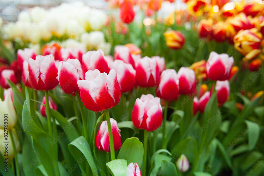 Tulip. Spring background of colorful flowers in the garden