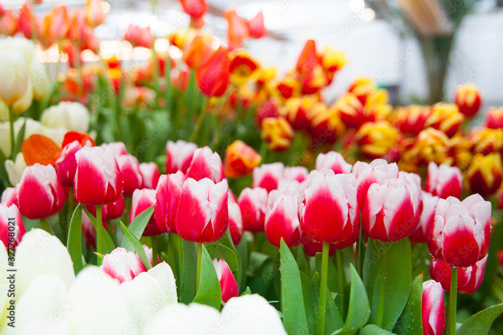 Fototapeta premium Tulip. Spring background of colorful flowers in the garden