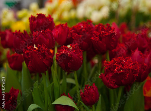 Tulip. Spring background of colorful flowers in the garden