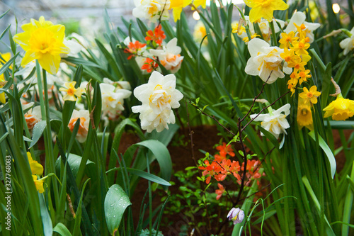 Fototapeta Naklejka Na Ścianę i Meble -  Tulip. Spring background of colorful flowers in the garden