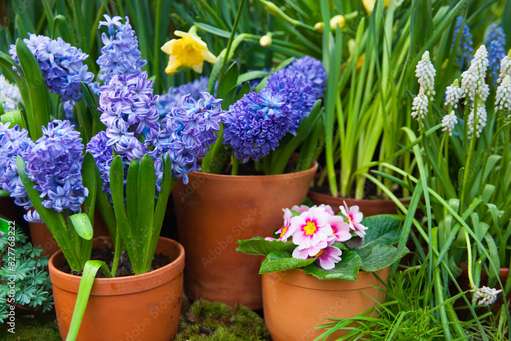 Hyacinth. Spring background of colorful flowers in the garden