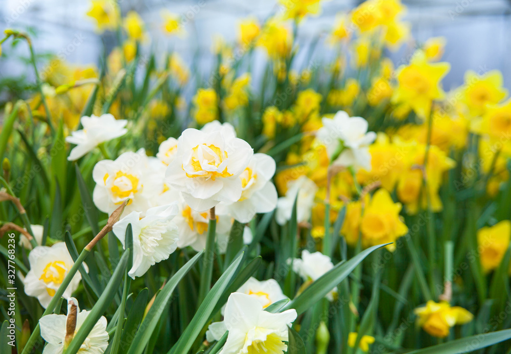 Fototapeta premium Tulip. Spring background of colorful flowers in the garden