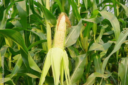 Fototapeta Naklejka Na Ścianę i Meble -  Corn pods on the corn plant,corn field in agricultural garden,