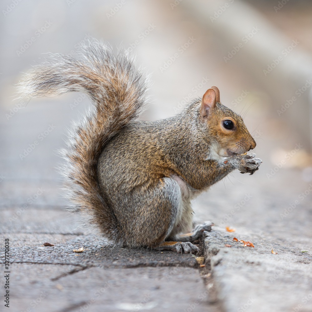 Grey Squirrel (Sciurus carolinensis) found in the Company's Gardens, Cape Town Grey Squirrel (Sciurus carolinensis) found in the Company's Gardens, Cape Town
