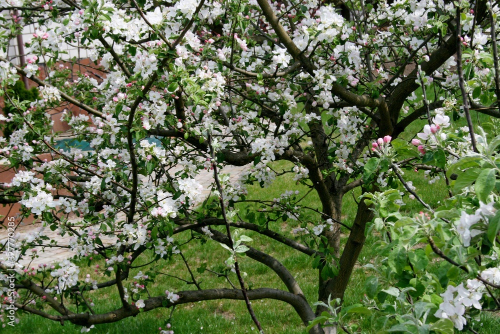 Beautiful flowering apple orchard, spring day Beautiful flowering apple orchard, spring day