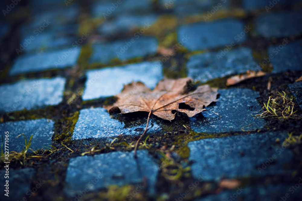 On the wet cobblestone path, overgrown with green moss, lies a dead, fallen, leaky maple leaf. On the wet cobblestone path, overgrown with green moss, lies a dead, fallen, leaky maple leaf.