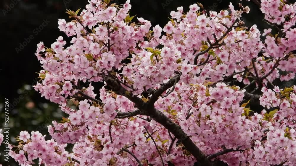 風と寒桜（４K映像）