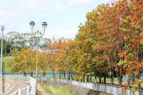 秋の公園　川沿いの紅葉と街灯