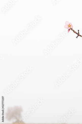 Fototapeta Naklejka Na Ścianę i Meble -  almond blossom