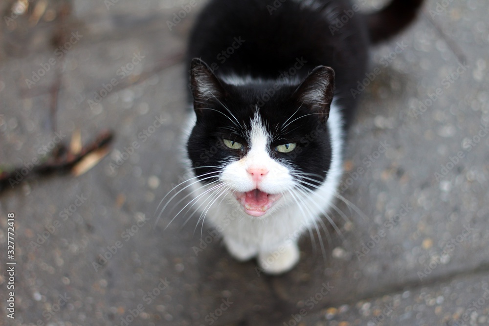 Black & White Cat with Open Mouth 01