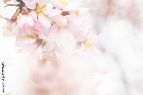 almond blossom