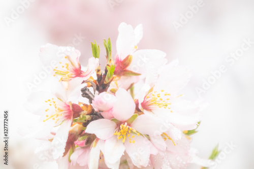 almond blossom © JoseRamn