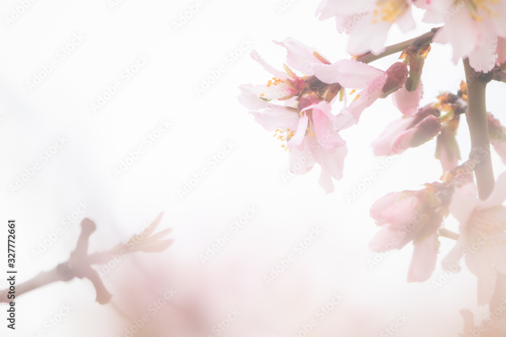 almond blossom almond blossom