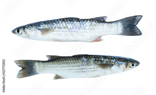 Two fish golden grey mullet isolated on white background. (opposite way).