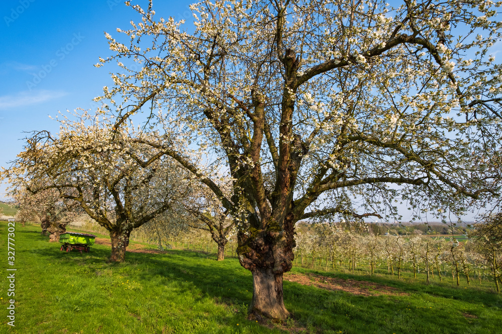 Blühende alte Kirschbäume im Rheingau/Deutschland Blühende alte Kirschbäume im Rheingau/Deutschland