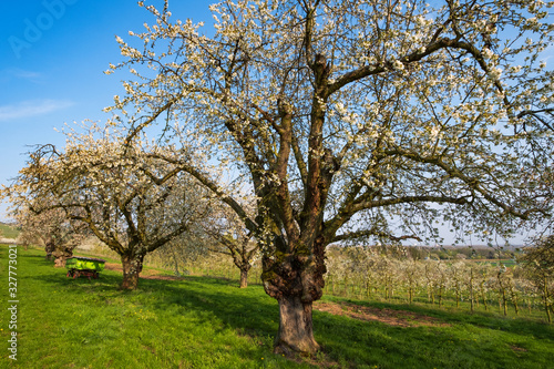 Blühende alte Kirschbäume im Rheingau/Deutschland