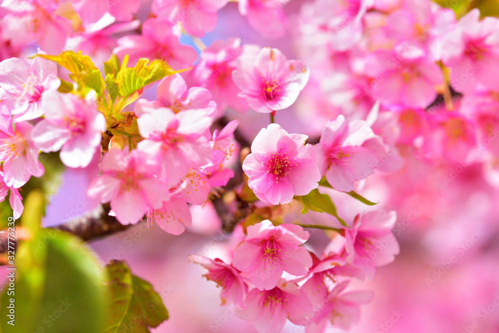 Obraz premium 河津桜・満開