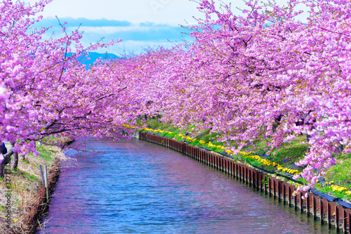 河津桜・満開 (三重県松阪市笠松河津桜ロード)