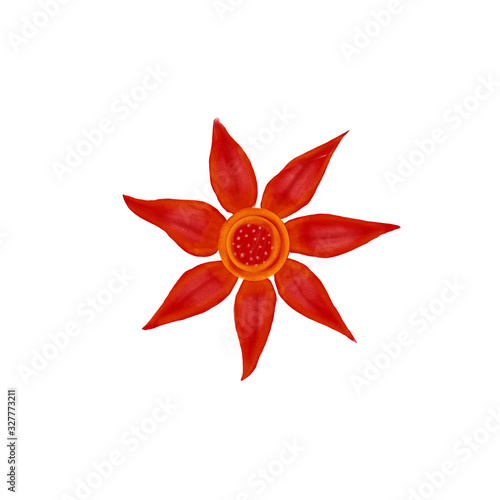 rote blühende Blüte einer Blume, Feuerblume mit Platz für Text. Isoliert, freigestellt auf weißem Hintergrund.