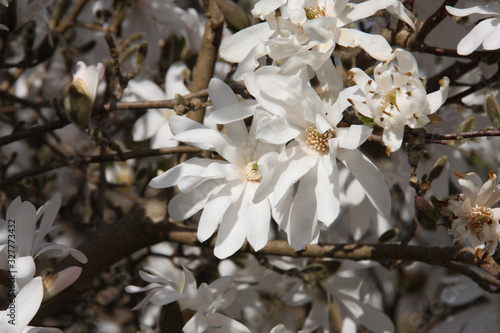 White flowering blossoms of white star magnolia stellata on a blurred background in early spring time