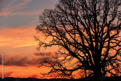 Oak Tree Silhouette Against A Winter Sunset Sky