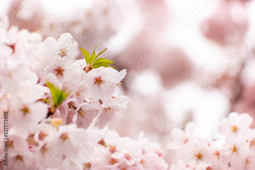 Cherry blossoms in Portland  Oregon