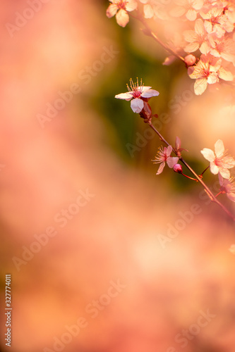 Cherry blossoms in Portland, Oregon photo