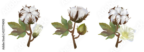Beautiful cotton flower realistic on white background, softness, cotton wool, environmentally friendly raw materials