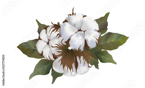 Beautiful cotton flower realistic on white background, softness, cotton wool, environmentally friendly raw materials