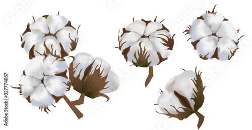 Beautiful cotton flower realistic on white background, softness, cotton wool, environmentally friendly raw materials