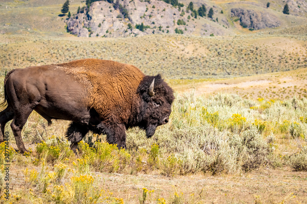 Wild Bison at Yellowstone Wild Bison at Yellowstone