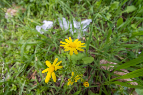 Chrysanthemums (sometimes called mums or chrysanths) Next to a disposable plastic bag, in the winter sunlight against a green grass. Low angle. Close-up. Sataf nature reserve, jerusalem, israel, photo