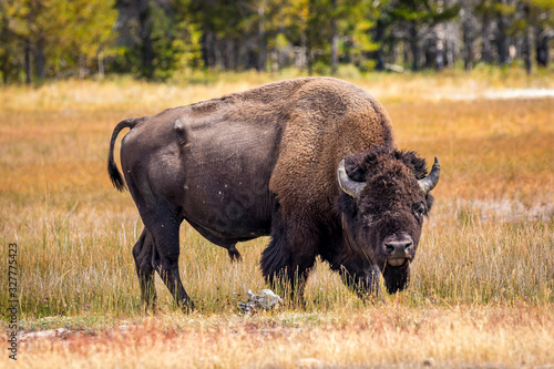 Wild Bison at Yellowstone
