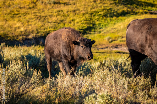 Wild Bison calf at Yellowstone